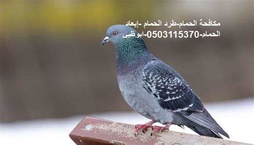 شركة مكافحة الحمام في ابوظبي0503115370