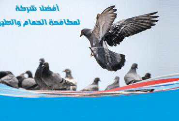 شركة مكافحة الحمام في ابو ظبي شركة تركيب اشواك طرد الحمام في ابو ظبي o شركة تركيب اشواك طارد الحمام في ابو ظبي افضل شركات مكافحة الحمام في ابو ظبي o شركات مكافحة الحمام بابو ظبي o كيف اتخلص من الحمام الطارد الحمام عن النوافذ المباني؟ o شركات طرد الحمام في ابو ظبي o شركات مكافحة الحمام في ابو ظبي o ماهي طرق مكافحة الحمام في ابو شركة مكافحة الحمام في ابو ظبي o أفضل شركة مكافحة الحمام