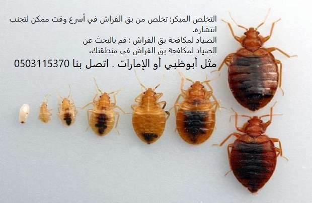 التخلص المبكر: تخلص من بق الفراش في أسرع وقت ممكن لتجنب انتشاره. الصياد لمكافحة بق الفراش : قم بالبحث عن الصياد لمكافحة بق الفراش في منطقتك، مثل أبوظبي أو الإمارات، وتواصل معهم لتقييم خدماتهم. اتصل بنا 0503115370