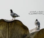 شركات مكافحة الحمام في ابوظبي 🕊 0503115370