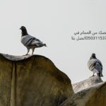 الحمام كيف اتخلص من الطيور الحمام