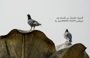 شركات مكافحة الحمام في ابوظبي 🕊 0503115370