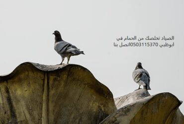 شركات مكافحة الحمام في ابوظبي 🕊 0503115370