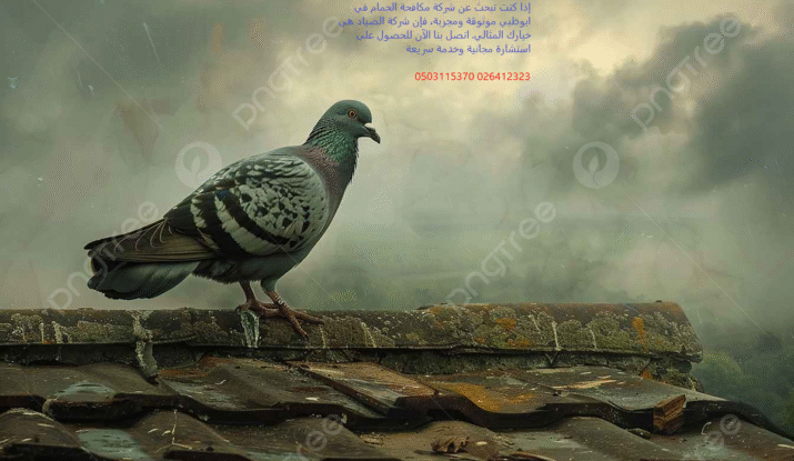 إذا كنت تبحث عن شركة مكافحة الحمام في ابوظبي موثوقة ومجربة، فإن شركة الصياد هي خيارك المثالي. اتصل بنا الآن للحصول على استشارة مجانية وخدمة سريعة 026412323 0503115370