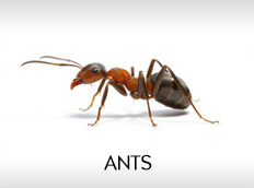 ant