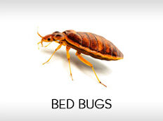 bed-bugs