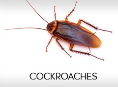 cockroaches