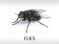 flies