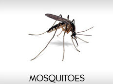 mosquitoes