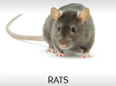 rats