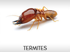 termites