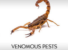 venomous